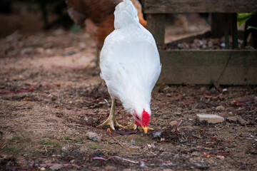 Gallina blanca y roja comiendo dentro del gallinero en un jardin