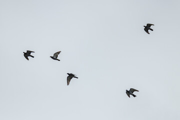 Pigeons in flight