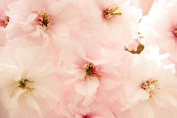 Pink fresh sakura cherry blooming, close up tender flowers of natural pastel flower. Floral wallpaper closeup