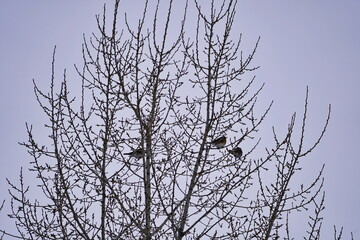 Birds on a tree in winter against the gray sky