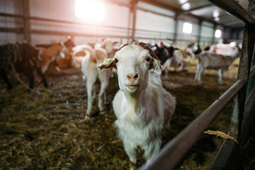 Head of goat at the dairy farm, close up