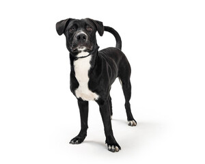 Black Dog Paying Attention Standing on White