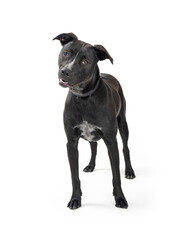 Black Large Mixed Breed Dog Standing Over White