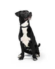 Excited Black and White Dog Sitting Looking Up