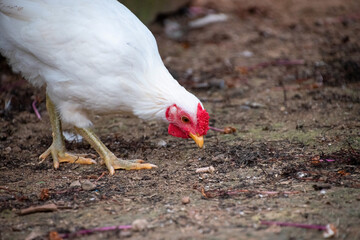 Gallina blanca y roja comiendo dentro del gallinero en un jardin