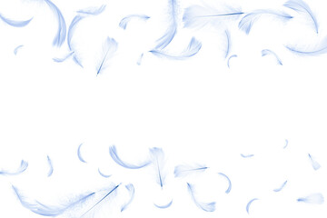 Feather background. Nature bird feather texture closeup falling on white for pattern wallpaper. Abstract. Light blue color trends and vintage.