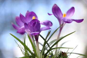 Fototapeta na wymiar Fresh purple crocus flowers growing on blurred background