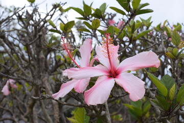 pink and white magnolia
