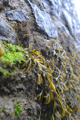 A stone wall on a muddy beach at the seashore. Damp green and brown bladderwrack seaweed hanging limply.