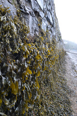 A stone wall on a muddy beach at the seashore. Damp green and brown bladderwrack seaweed hanging limply.