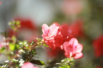 pink flower in spring