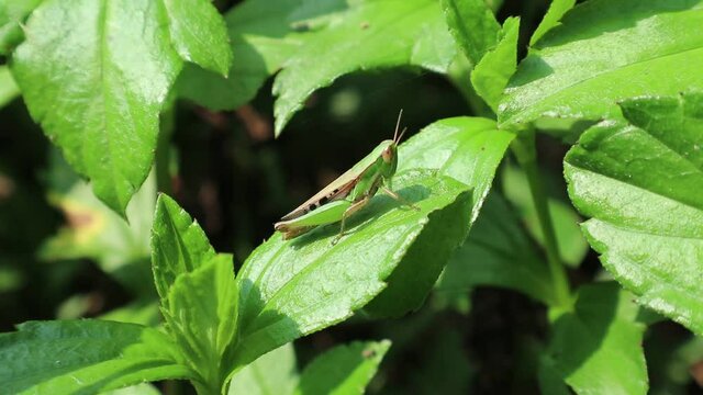 Close up of a green and brown grasshopper rests on a leaf,stretching one leg and exercising to the leg with surrounding leaves