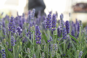 lavender field in region