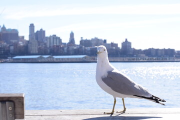 seagull