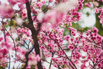 sakura trees during flowering, many small dark pink sakura flowers in Taiwan