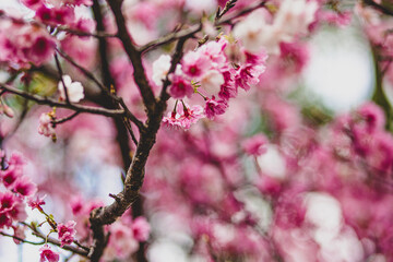 sakura trees during flowering, many small dark pink sakura flowers in Taiwan