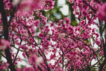 sakura trees during flowering, many small dark pink sakura flowers in Taiwan