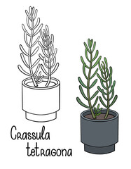 A picture of a house plant in a planter. Vector outline illustration drawings of coloured indoor plant in a flowerpot isolated on a white background. Crassula tetragona plant with handwriting caption