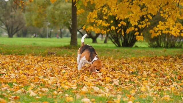 Dog sniff ground, search around for something, dig yellow fallen leaves by nose. Beagle lost something in autumn foliage or seek for hidden toy. Bright natural colors