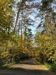 road in autumn forest