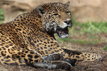 close up of leopard
