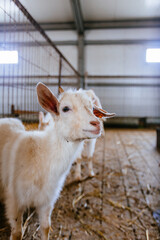 Obraz premium Portrait of cute goat kid at the dairy farm, close up