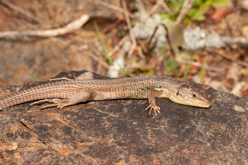 Large Psammodromus (Psammodromus algirus) sunbathing over a rock.