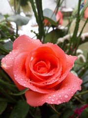 A red rose covered by the morning dew.