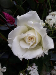A white rose covered by the morning dew.