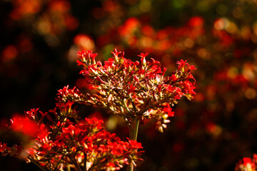 wild red flower in close up from western ghats