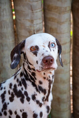 perro dalmata blanco con manchas negras con ojos de colores diferentes. Cachorro con heterocromia