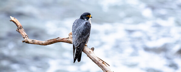 Peregrine falcon perched on a cliffside branch in Southern California