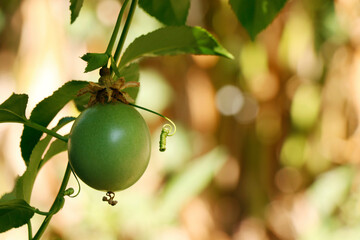green young passion fruit on a vine
