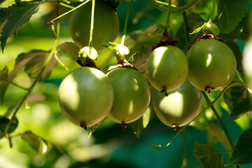 group of green passion fruits on a vine