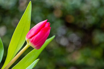 young, delicate, pink tulip in the garden