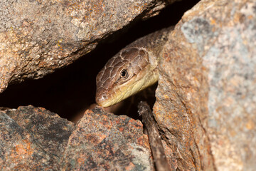 Head of a lizard of the species Pasammodromus algirus poking out of its shelter in the rock.