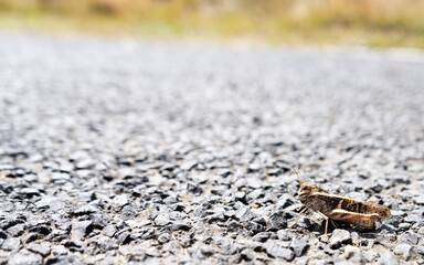 grasshopper on gravel road, closeup, copy space.