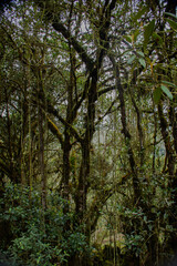 Fototapeta na wymiar green trees in the tropical forest 