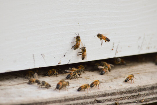 honeybees flying at the entrance of their hive box