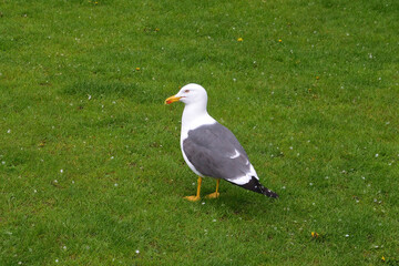 エジンバラのカモメ