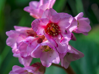 Macro photography of bergenia flowers, captured at a garden in the central Andean mountains of Colombia, near the town of Arcabuco in the department of Boyaca.
