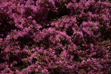 Chinese fringe bush flowers. Hamamelidaceae evergreen shrub.