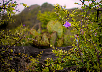 flowers in the forest