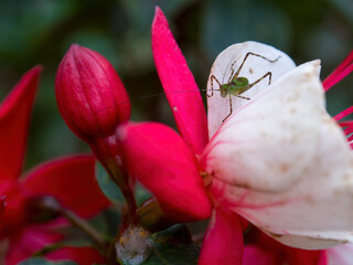 Macro photography of a green katydid on a fuchsia flower, captured in a garden near the colonial...