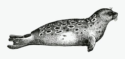 Lying ringed seal pusa hispida from the Arctic Ocean in profile side view © M