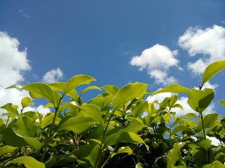 crowns of a small tree and a blue sky with clouds