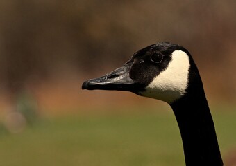Canadian goose, close up portrait 