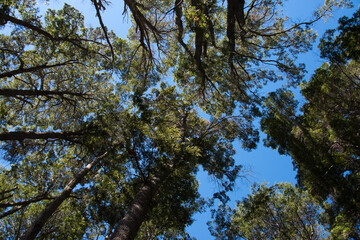 the forest and sky
Patagonia, Argentina