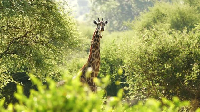 Giraffe (Giraffa camelopardalis) in Kruger National Park, South Africa. Amazing scene of row of cars on safari watching wild animals shot from drone. Concept of wildlife, nature, africa.