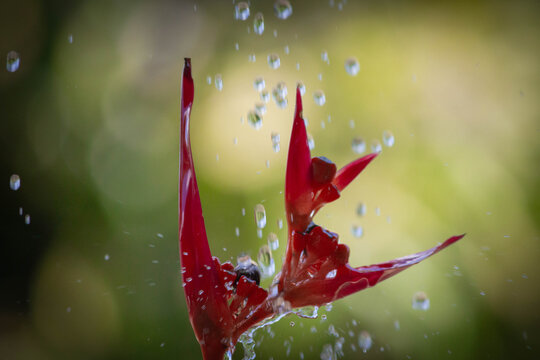 Estrel&iacute;cia, flor do brejo